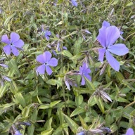 Floks kanadyjski wiosenny Phlox divaricata "Blue Moon"