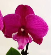 PHALENOPSIS storczyk multiflora BLACK BEAR 13