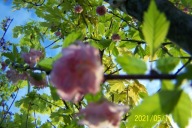 Migdałek kulisty szczepiony kolumnowy pienny inna