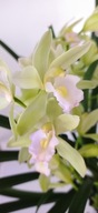 storczyk cymbidium cascada miniatura