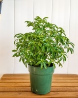 Schefflera Szeflera arboricola Compacta parasolowiec SADZONKA 45 cm