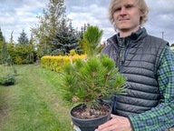 Sosna bośniacka (pinus leucodermis)