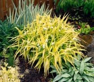 Trzykrotka o żółtych liściach Angelic Charm