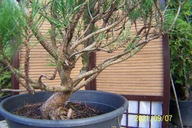 Sosna górska mungo karłowa 14 letnia jodła cyprys świerk daglezja inna