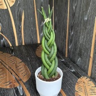 Sansevieria cylindrica 'Skyline' warkocz sansewieria SADZONKA 30 cm