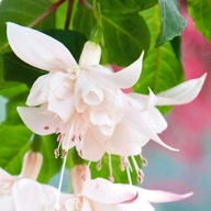 Fuksja BIAŁA PEŁNA zwisająca Fuchsia cultivars White King