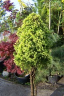 Świerk Daisy kulisty pienny stary 18letni OLX inny