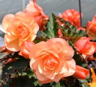 Begonia Pachnąca Fragrant Falls Peach