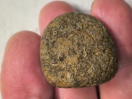 Skamieniałe koralowce algi glony agaty muszlowe