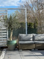 Olea Europea OLIWKA EUROPEJSKA Śródziemnomorska Drzewko Oliwne DŁUGOWIECZNA