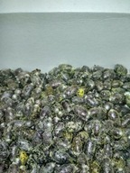 Murarka ogrodowa - kokony 100 sztuk