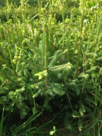 Świerk pospolity 35 cm 70 cm Pakiet 100 szt.