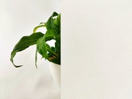 Statyczna folia okienna samoprzylepna – mleczna 60 x 200 cm