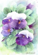 Kwiaty bratki - akwarela z passe - partout