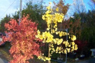 Miłorząb pagodowy szczepiony ginko okaz 200 cm inny