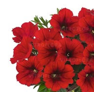 Petunia Sweetunia Red 2024 / Potunia Plus