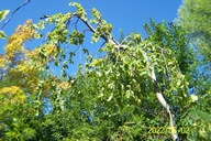 Buk pendula zielony szczepiony jednostronnie przewieszony okaz 25letni inny