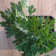 Złocień chryzantema ogrodowa Chrysanthemum "Clara Curtis"
