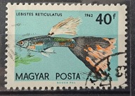 Ryby (kas) - luzak - do uzupełnień 13/8