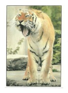 Pocztówka - Tygrys w ZOO i tygrysia paszcza ...