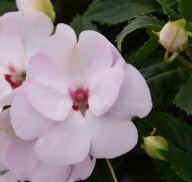 Niecierpek SŁONECZNY Sunpatiens Vigorous Sweetheart