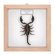 Skorpion w gablotce Heterometrus laoticus 2