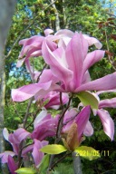 Magnolia warkoczowa fioletowa barwna szczepiona wąska inna