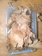 Liście dębu czerwonego 3l- pokarm dla isopodów/krocionogów