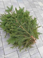 Stroisz, gałęzie świerk 5kg