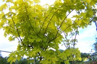 Klon Gold żółty liść na pniu 240 cm kulisty szczepiony okaz inny