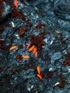 CZERWONY SKOCZOGONEK - Vitronura giselae - Piękna ekipa sprzątająca