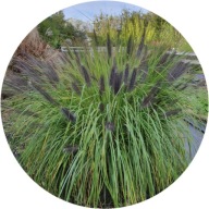 Trawa Rozplenica japońska Moudry 2L