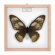 Motyl w gablotce Ornithoptera priamus aruana - samica
