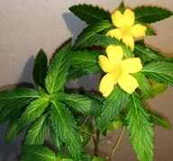Damiana -Damiana turnera diffusa aphrodisiaca- nasiona 30szt ***