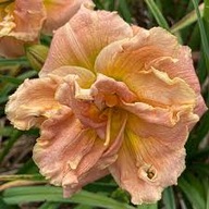 Liliowiec Heaven Scent