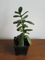 Grubosz Jajowaty Crassula ovata (Drzewko Szczęścia) p7