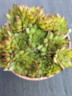 Rojnik 341 Hav.MILLENIUM z dużą liczbą rozet