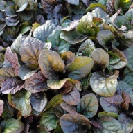 Dąbrówka rozłogowa Ajuga reptans "Atropurpurea"