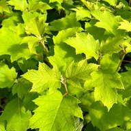 Hortensja dębolistna 'Burgundy' (Hydrangea) P13