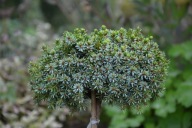 KOLEKCJONERSKA MINIATURKA Świerk serbski 'Fuchs' Picea omorika