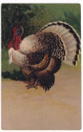 Indyk drób ok.1906r. LITOGRAFIA Tłoczona 727E