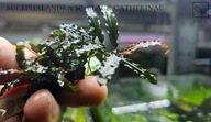Bucephalandra sp. Black Catherinae kolekcja od fibell