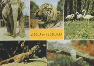 PŁOCK - SŁOŃ - TYGRYS - FLAMINGI - BICZOGON - ZOO - OGRÓD ZOOLOGICZNY