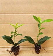 LAUROWIŚNIA GENOLIA EKSKLUZYWNA ODMIANA