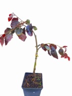 Buk pospolity Purple Fountain