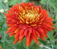 CHRYZANTEMA ZIMUJĄCA ## ESCORT CZERWONY ##### ODMIANA OGRODOWA