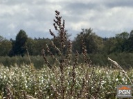 Działka, Gryfice, Gryfice, Gryficki, 3000 m²