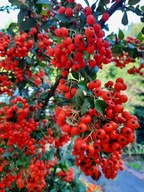 Ognik szkarłatny czerwony zimozielony krzew sadzonka p9 czerwone owoce