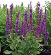 szałwia omszona Night field sadzonka w pojemniku miododajna wieloletnia