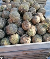 Seler 10szt duży prosto od rolnika bez pośrednika polski produkt